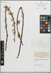 Foto von Salix lasiolepis Benth.
